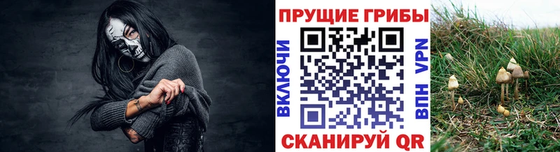 Псилоцибиновые грибы Cubensis  продажа наркотиков  Тотьма 